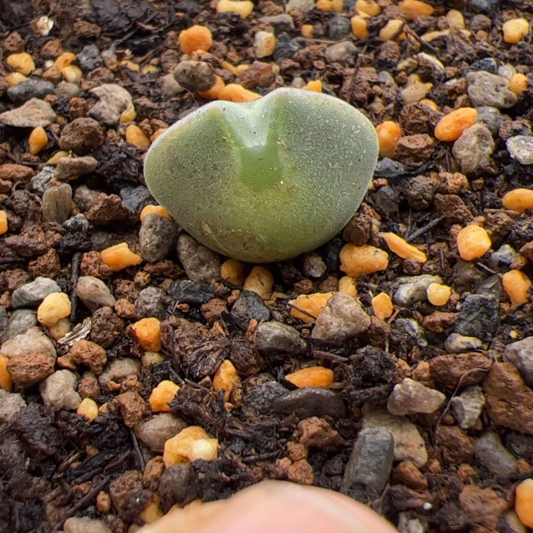 200号大眼空蝉11.7多肉