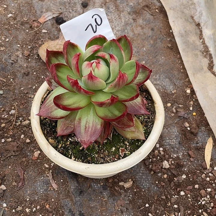 静***离20////////////////