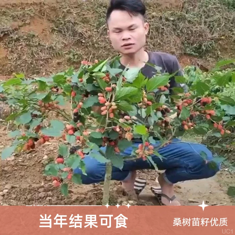 果树苗桑树苗无籽大十桑葚苗树莓地栽盆南方北方种植当年结果