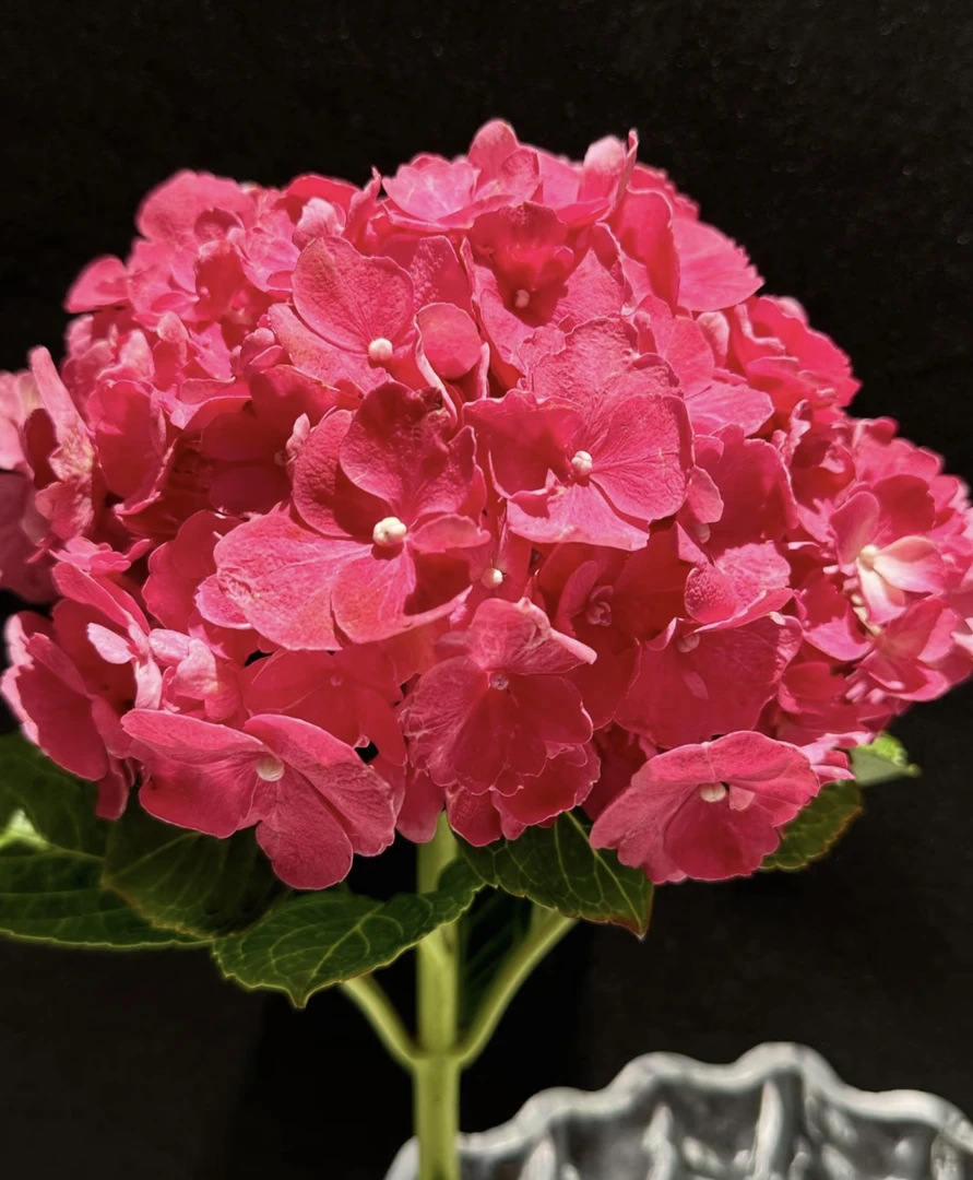 【玫红妈妈】1.5加仑新老枝开花单瓣露天不可调阳台庭院地栽多季开