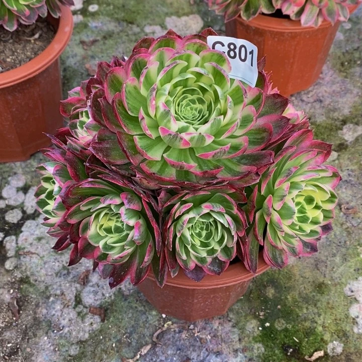 海王多肉植物801