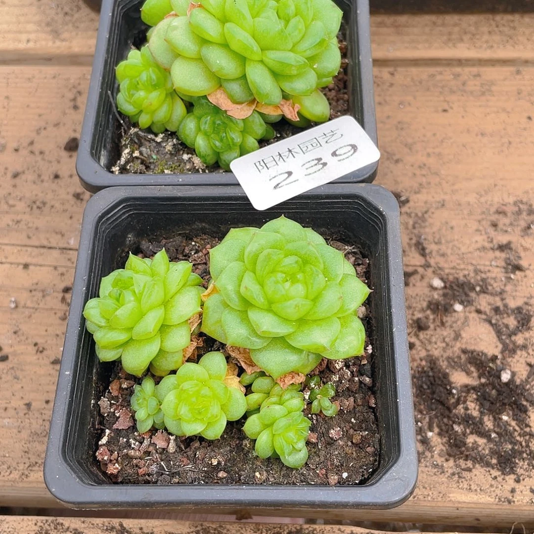 多肉植物多肉植239