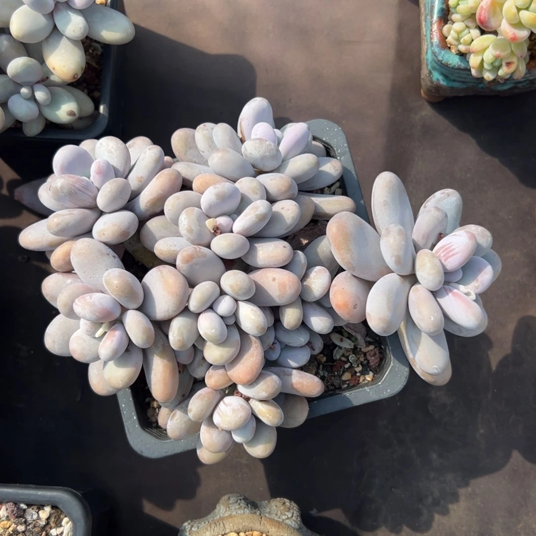 无花朵烟美人11111111111111