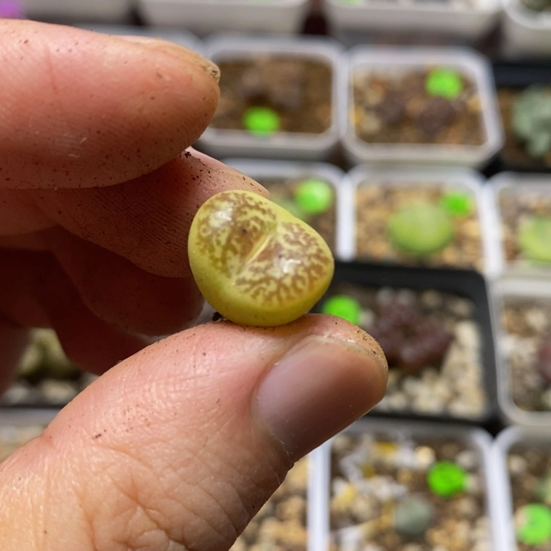 杂交漂亮多肉植物9