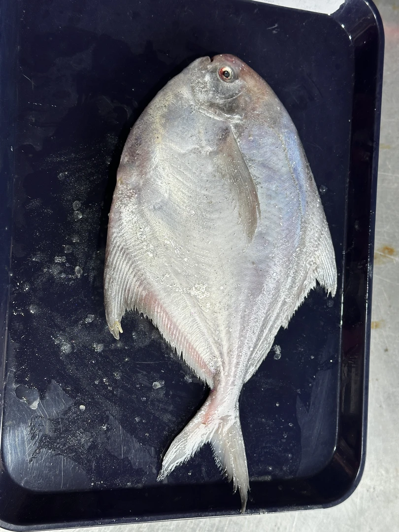 二两鲳鱼（1500g）连江县北茭码头当日到岸-默认不杀