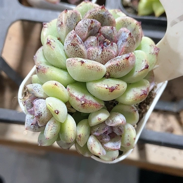 多肉植物水晶球992