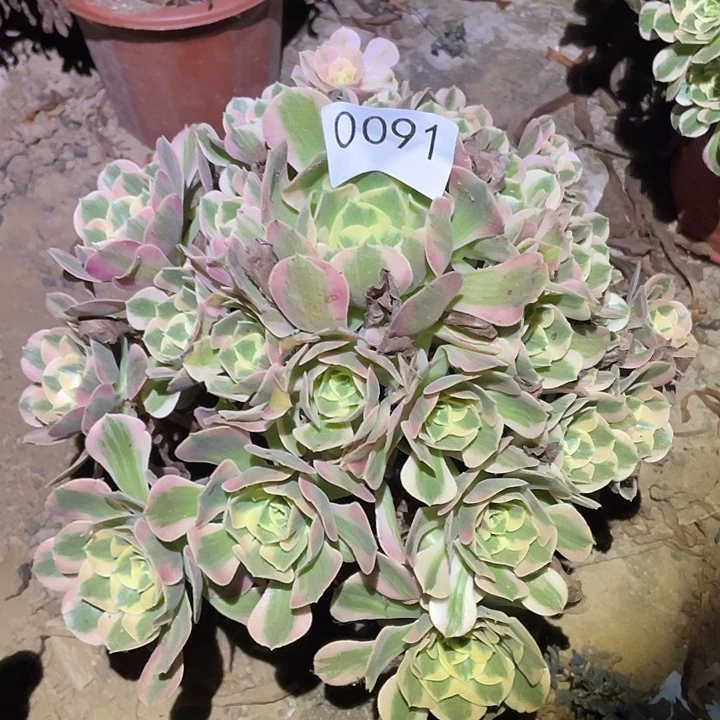 多肉植物法师91分女郎