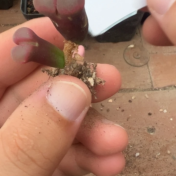 18-67肉锥多肉植物
