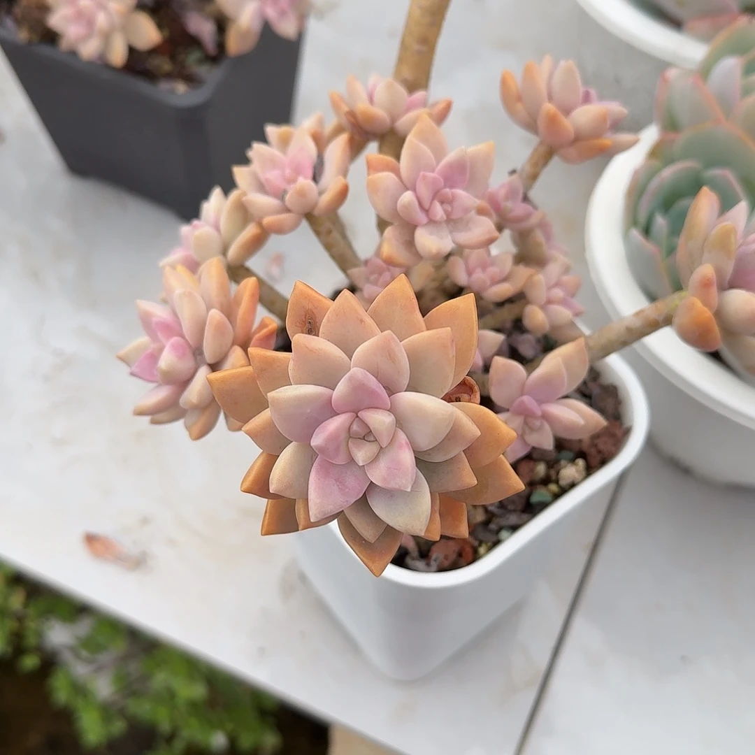 奶****淡雪多肉植物一颗