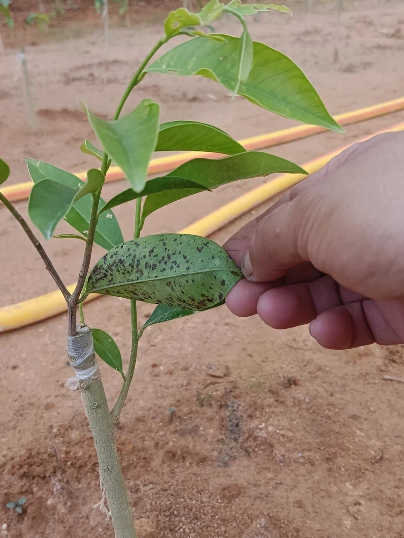 虎斑树心油2号自然结香