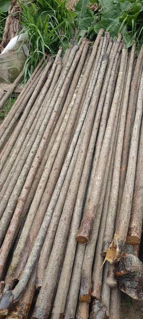 武术棍 手把件 手杖 登山杖 摆件高原兔儿条