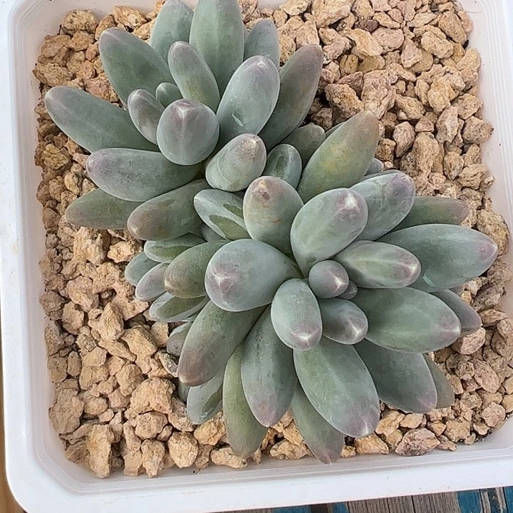 欧若拉自然群11111