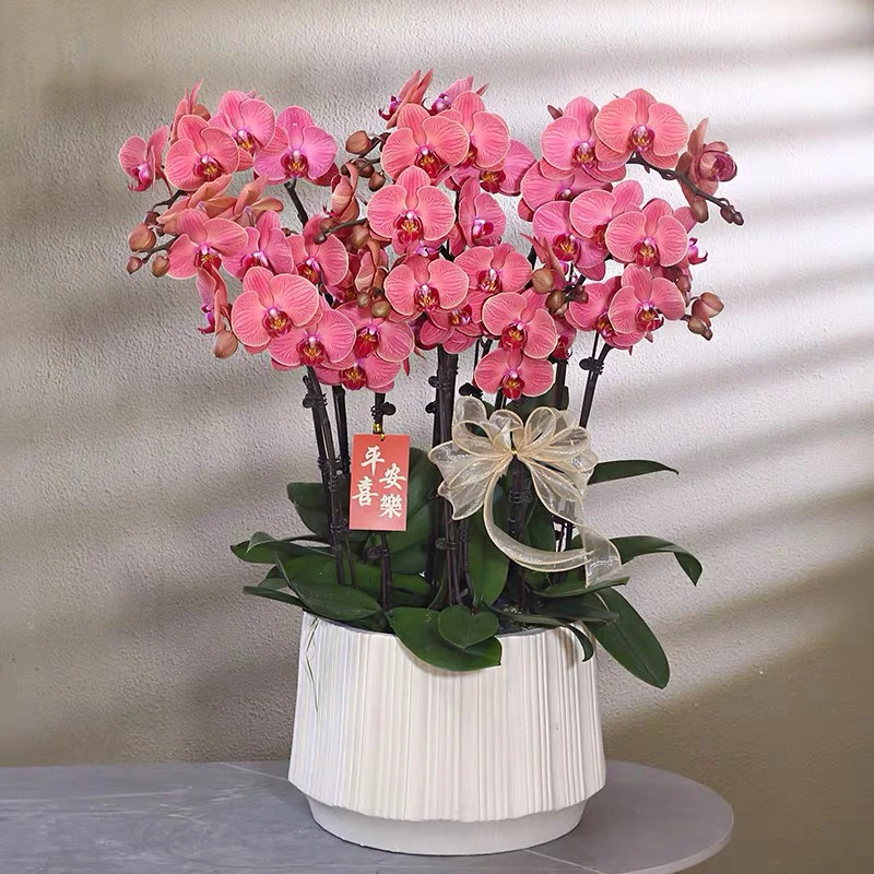 蝴蝶兰【喜乐】带花苞盆栽兰花大苗客厅室内植物花卉四季好养活