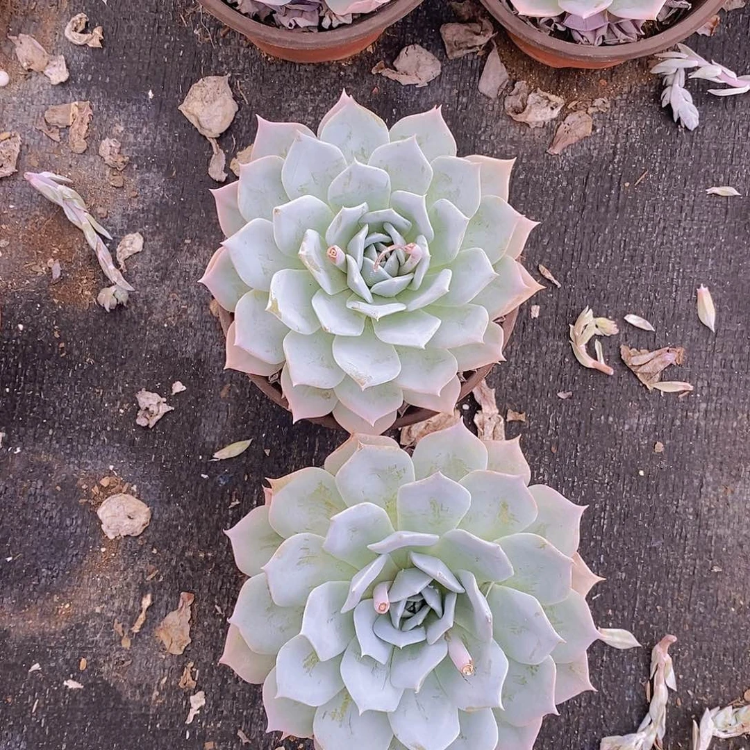 薄叶蓝鸟大单头二盆