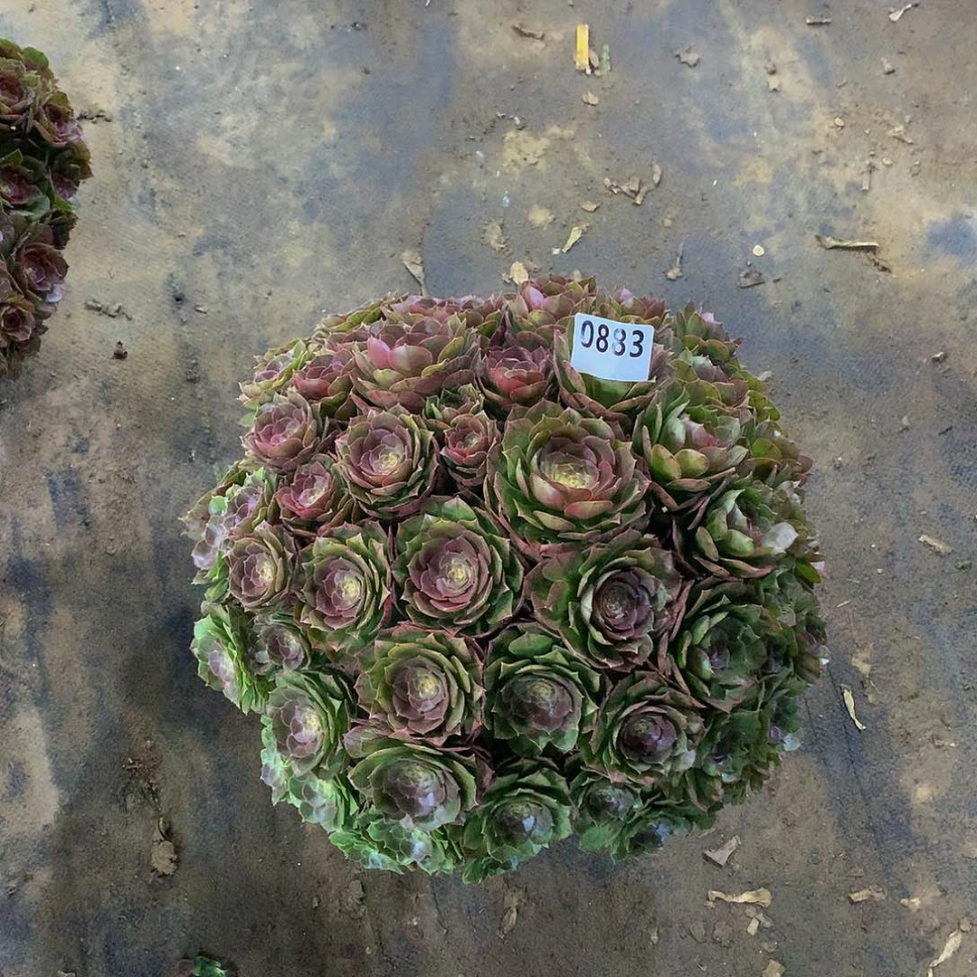 阳**情883花888888888