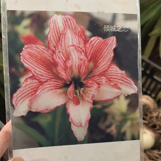 当前无花栽培后可以开花倾城之恋6厘米裸根球