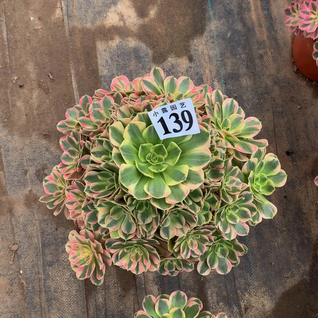 花***蓉多肉000139000