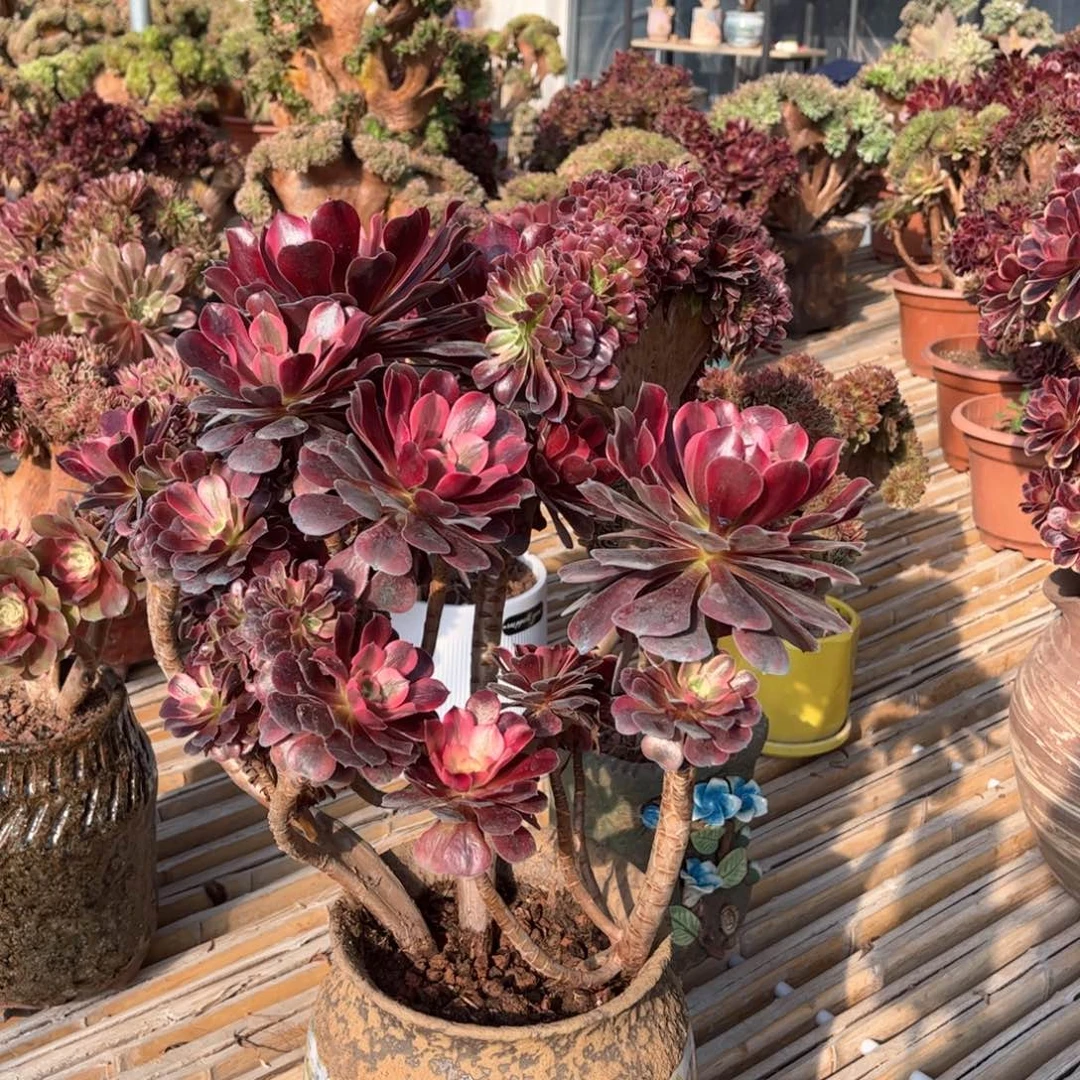 美杜莎妖桩精品福利