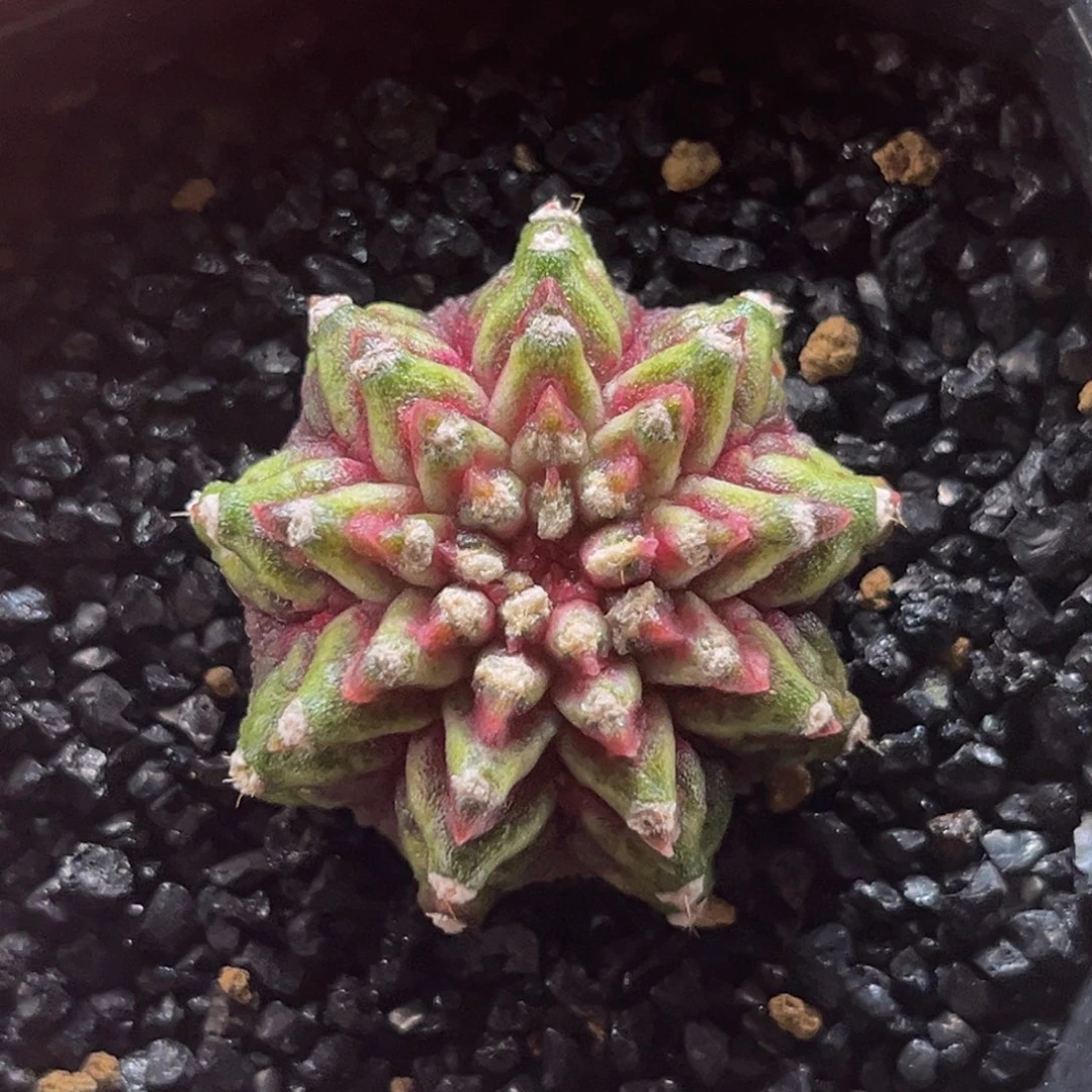 海神 米哈仙人球