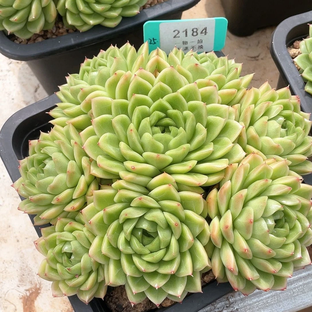 一***吧麦秆完美捧花2184号