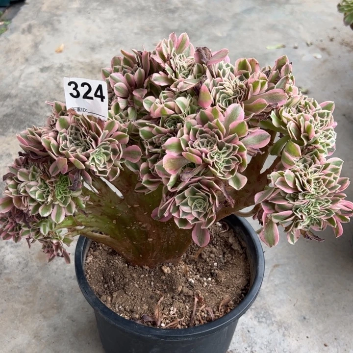 324女巫缀多肉25厘米左右半木质