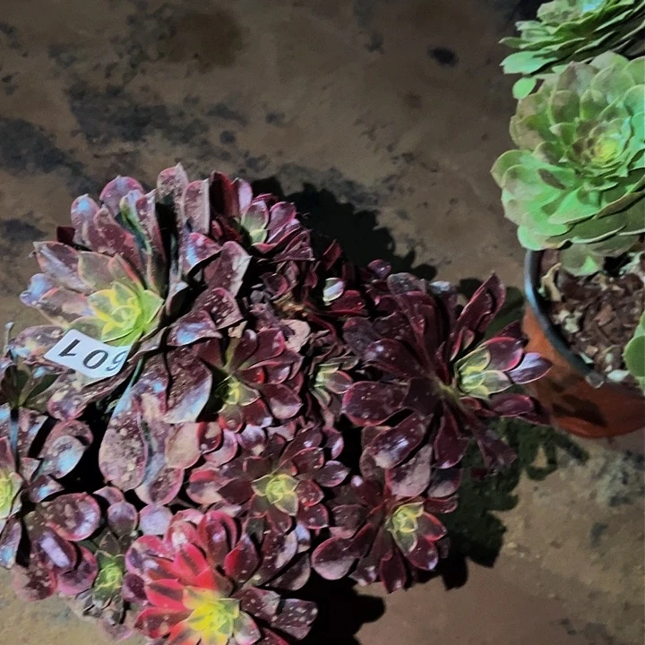 601金丝雀多肉植物处理不售后