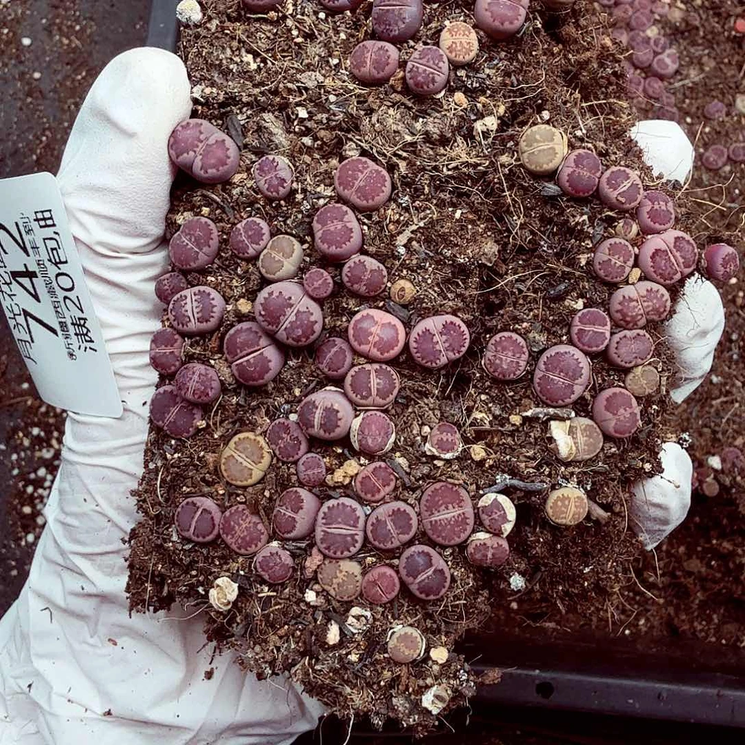 我就觉得这个女演员也特别742