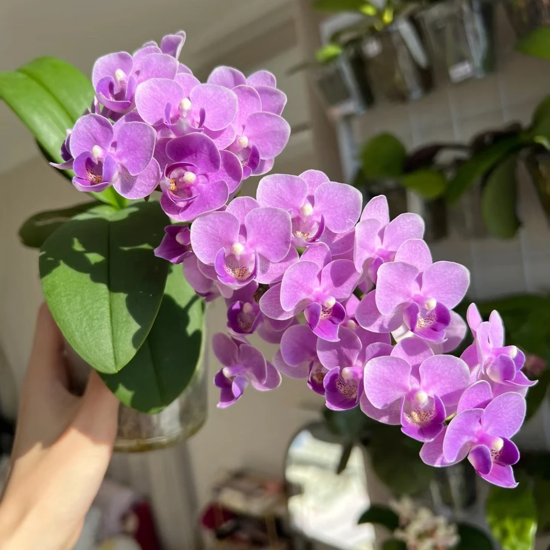 双花剑【欧洲小兰】3.0寸加高杯蝴蝶兰 室内高端花卉