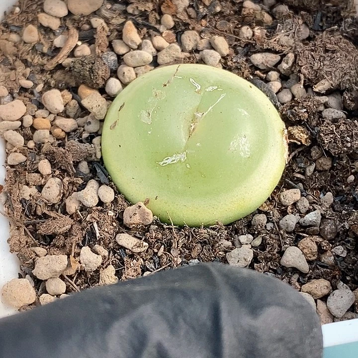 铛****猫桃喜花园0203-45拉登