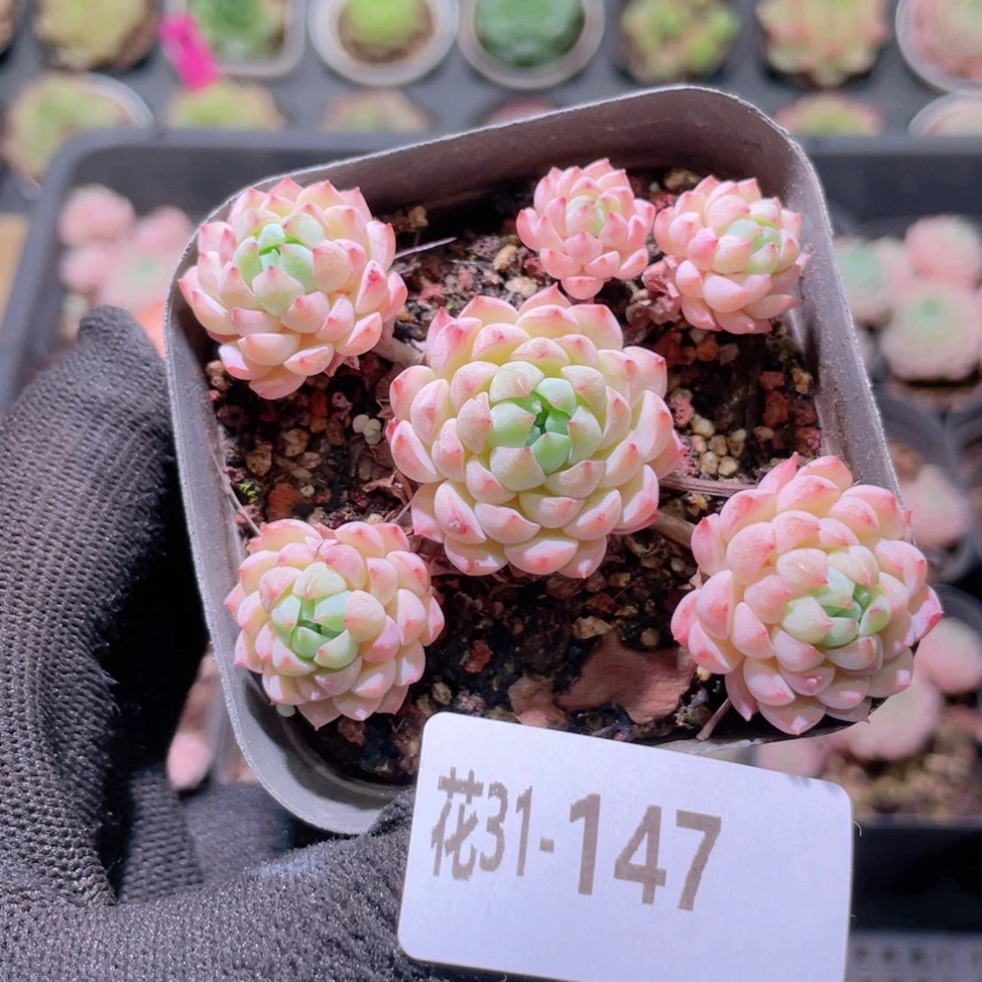 花利美31-147小粉莓