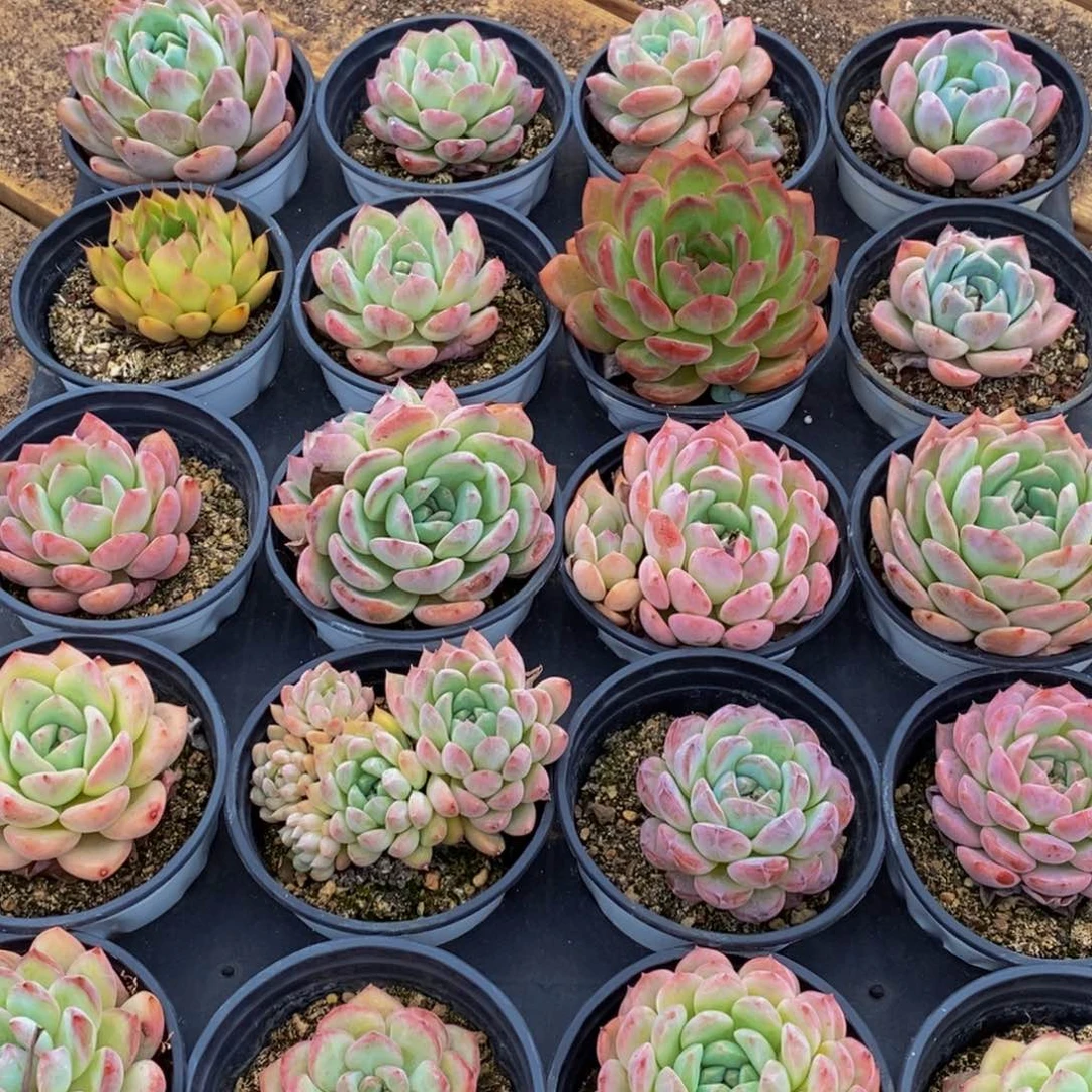 040多肉植物保护研究所所长