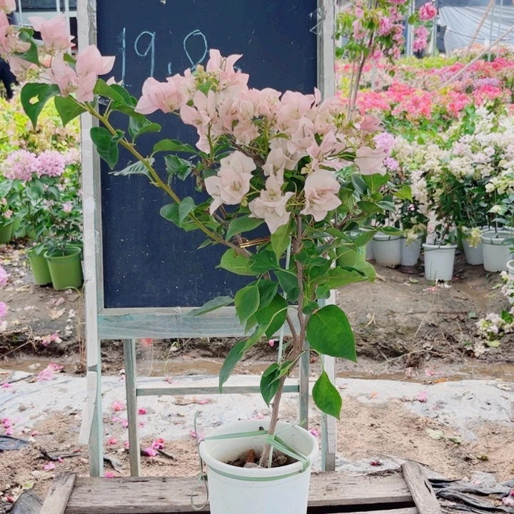 完全开放暗斑丽人