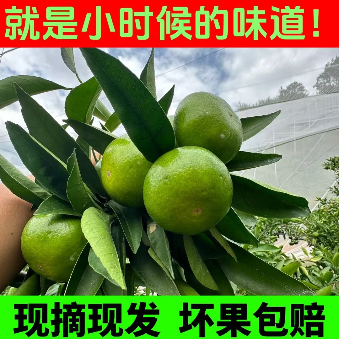 【顺丰包邮】青皮蜜桔新鲜薄皮多汁酸甜无核孕妇水果3/5斤云南产地