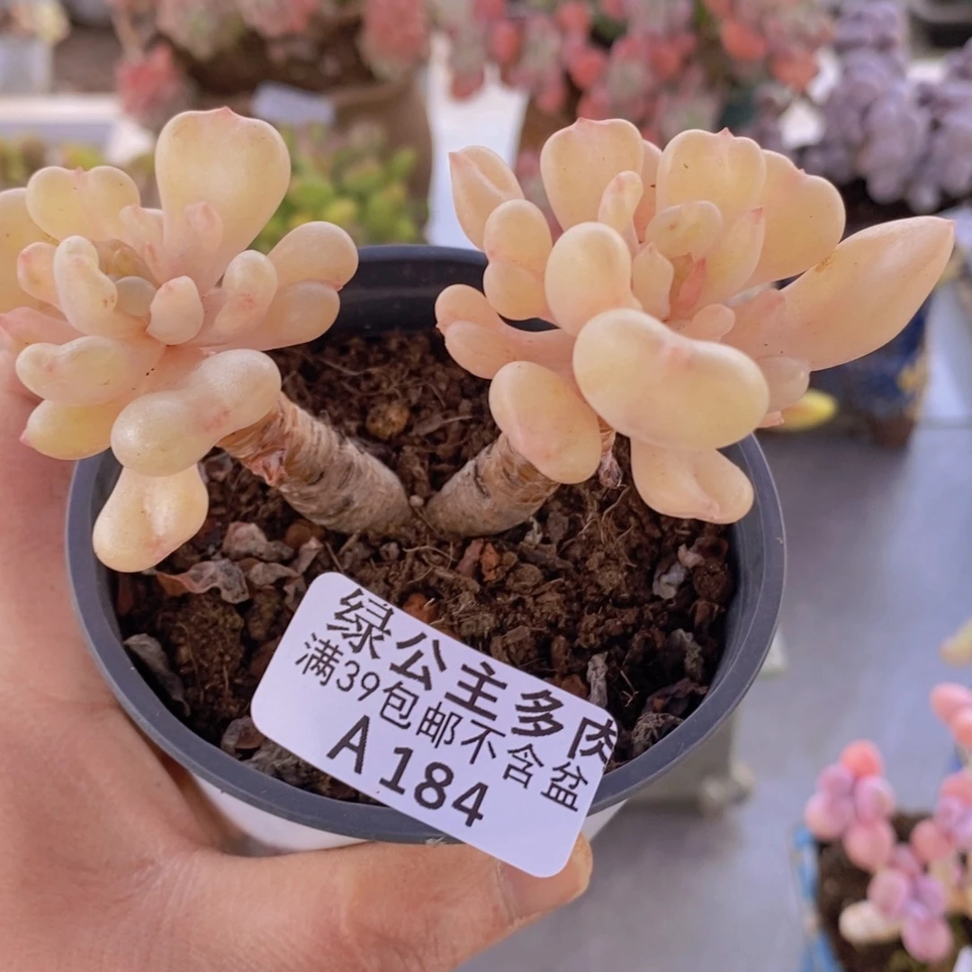 比尔盖茨老桩6cm184多肉植物