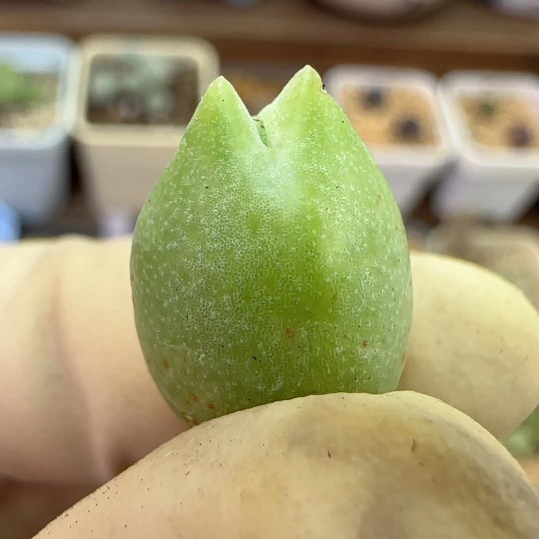 998福利福利福利