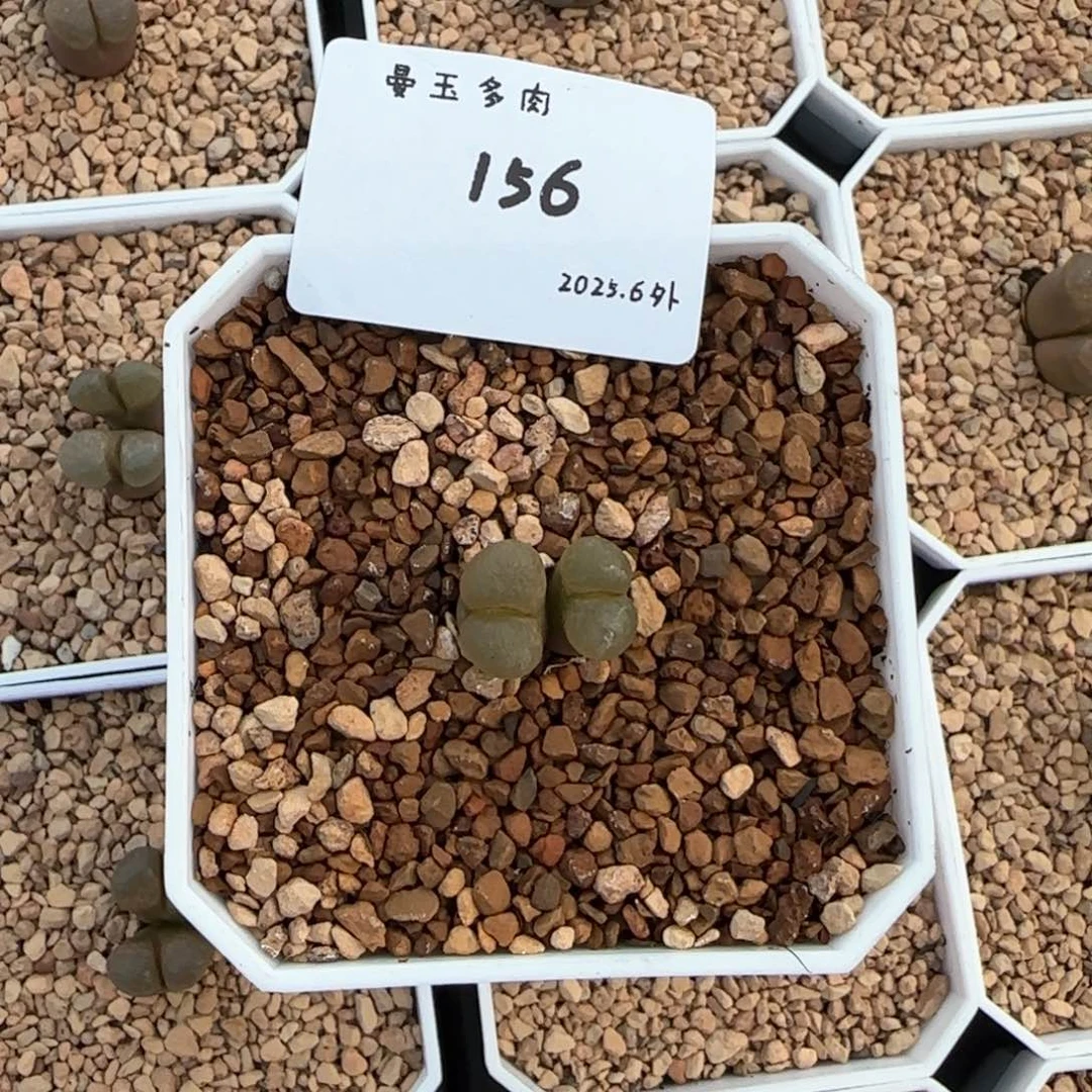 S****?多肉多肉多6.3-156