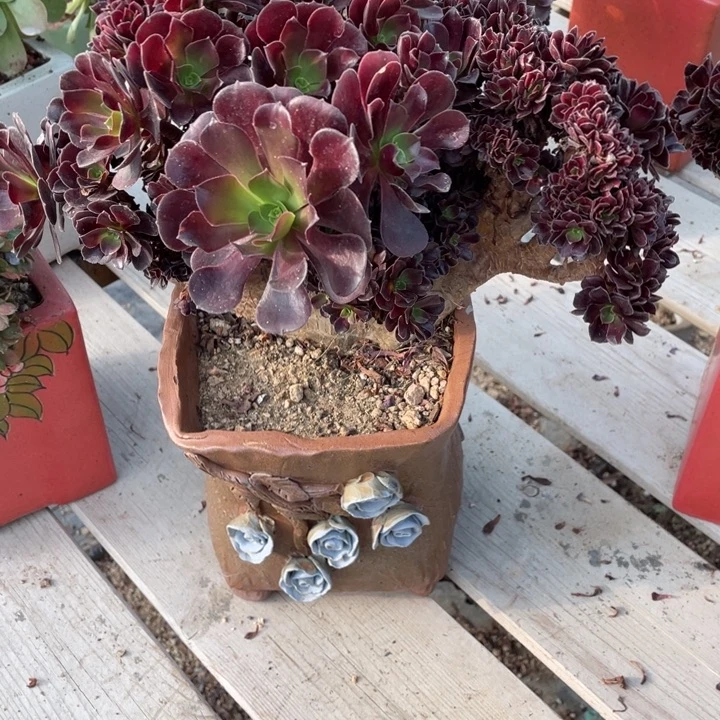 多肉葡萄多水果葡萄是你自己选了就