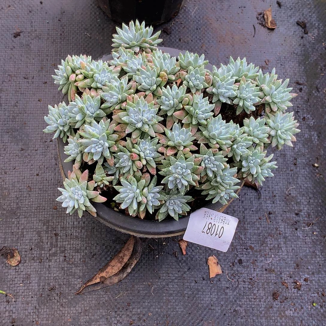 复***惑       白菊多肉01087