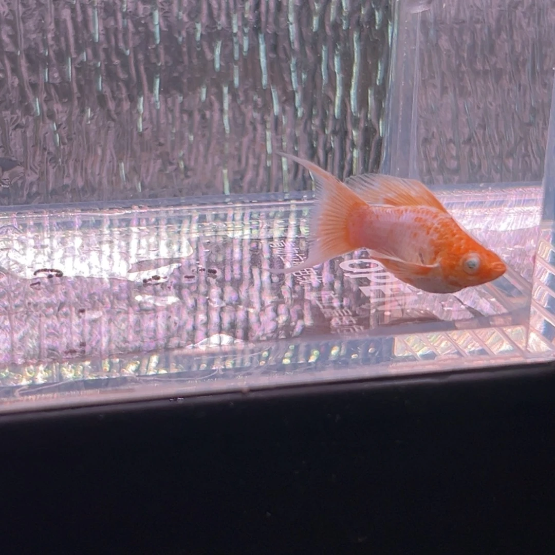 孔雀鱼玛丽崽一条