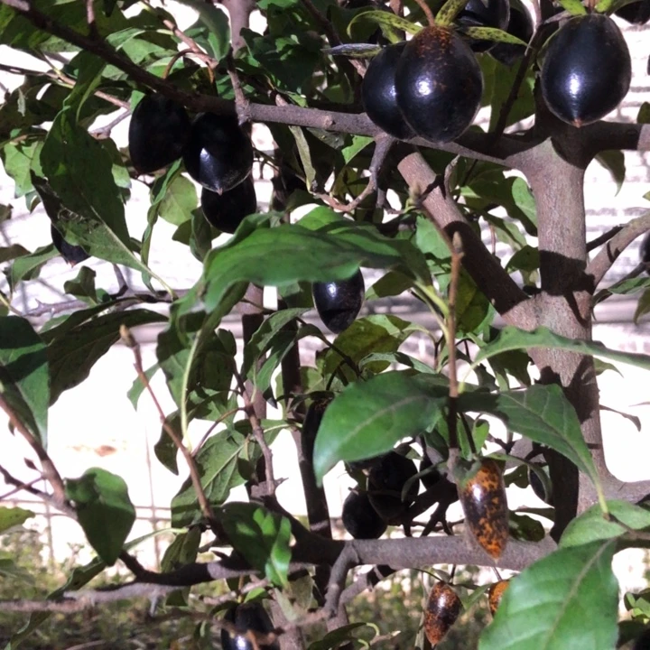 无花朵黑宝石级地震我要