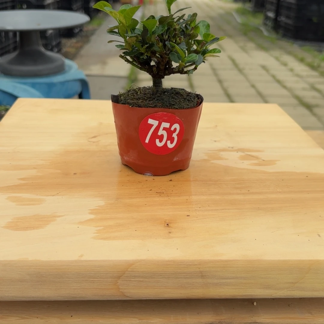 小*?大棚转让753包邮