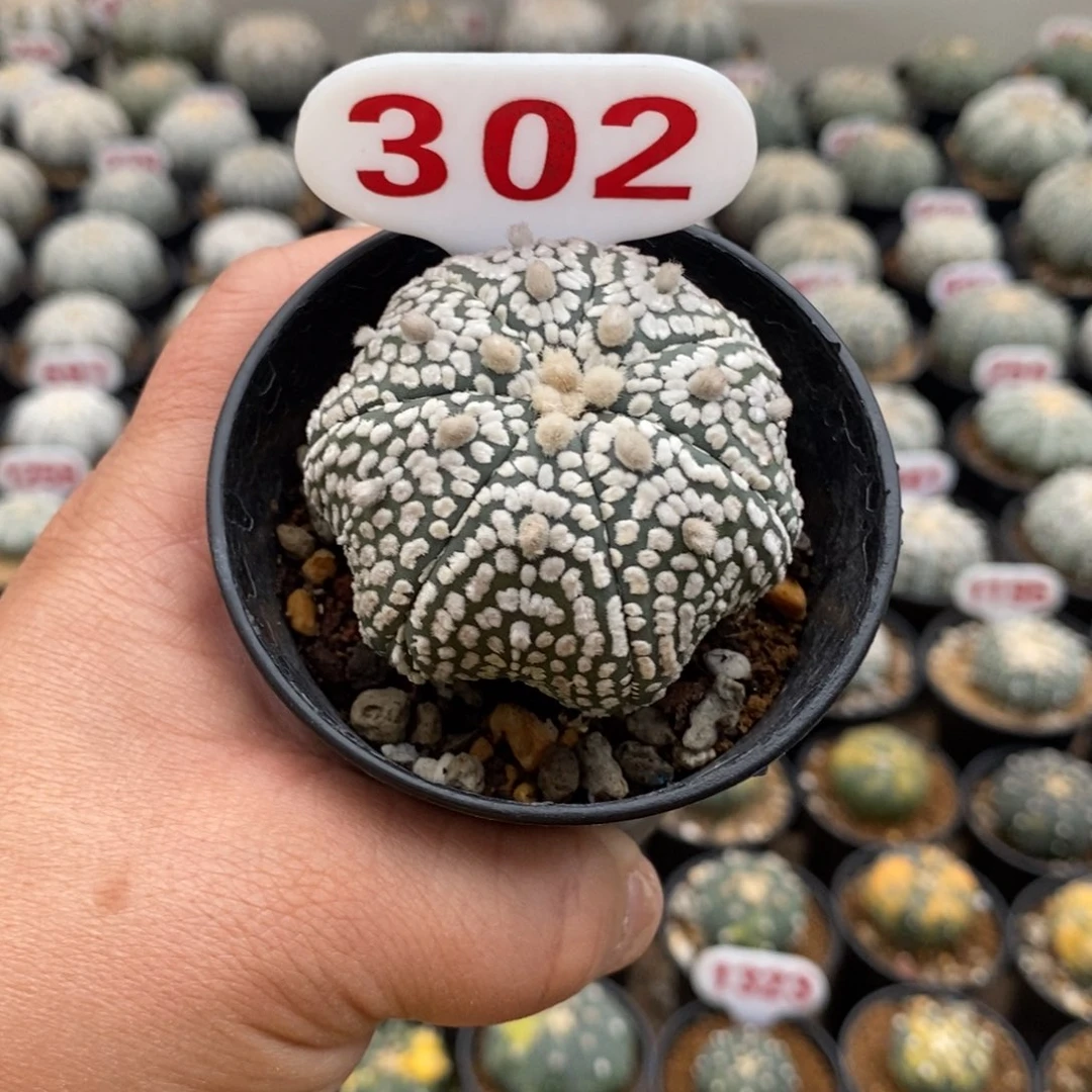 302浓白超兜福利多多