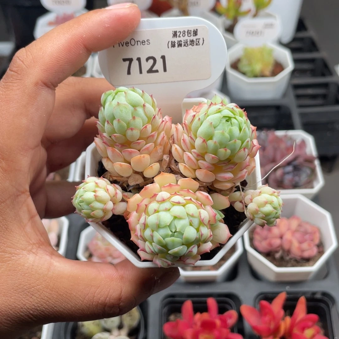 7121小红船5.0厘米