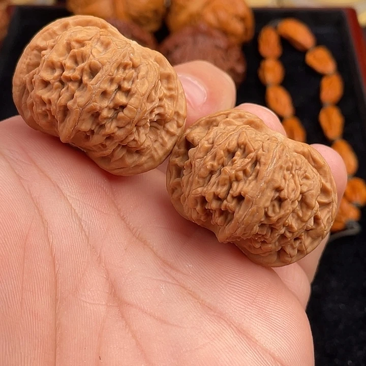 38头货第一矮精配对