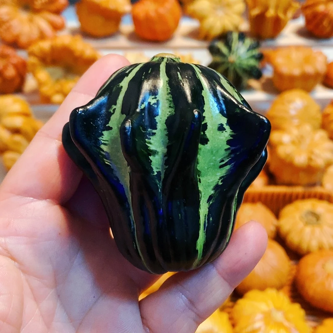 墨西哥七彩葫芦白菜