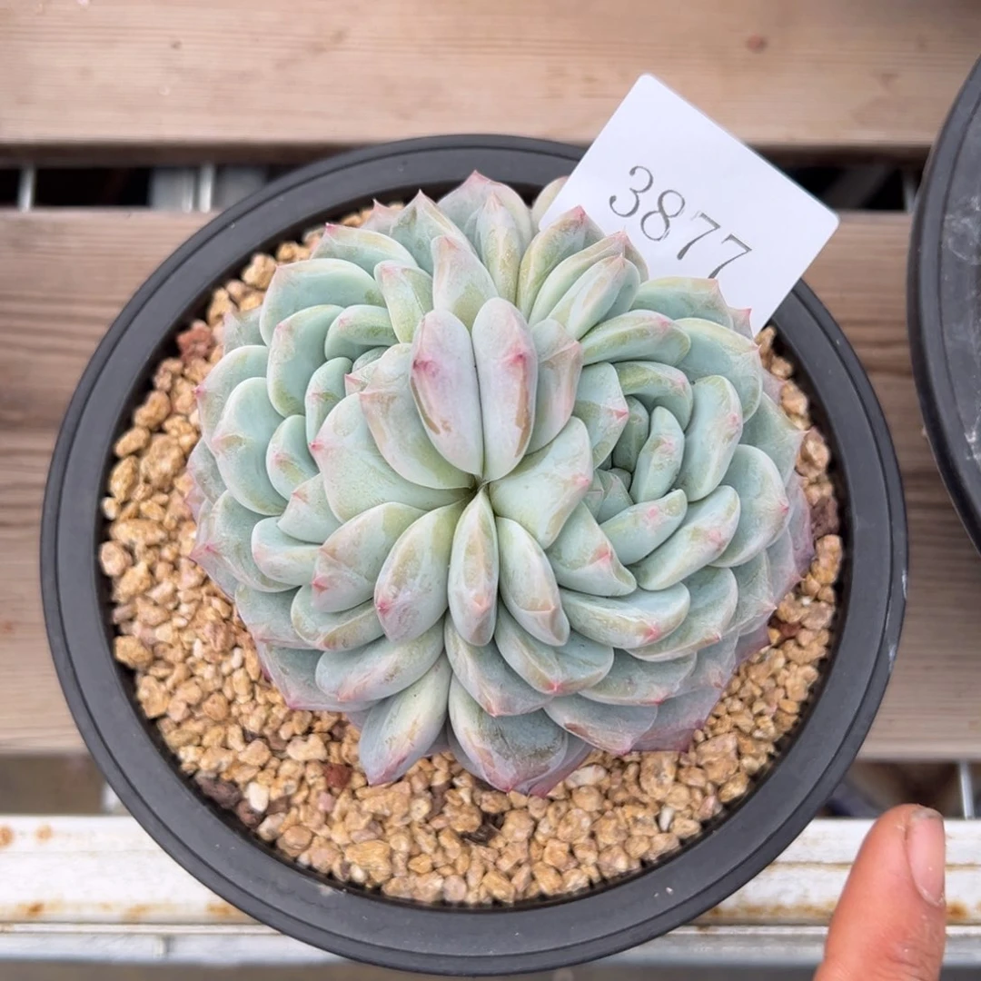 任***转3877多肉多多多多多多多