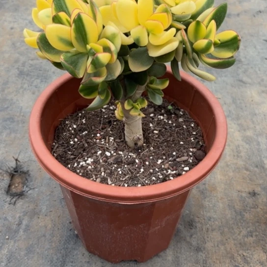 9369新花月锦带土球发货