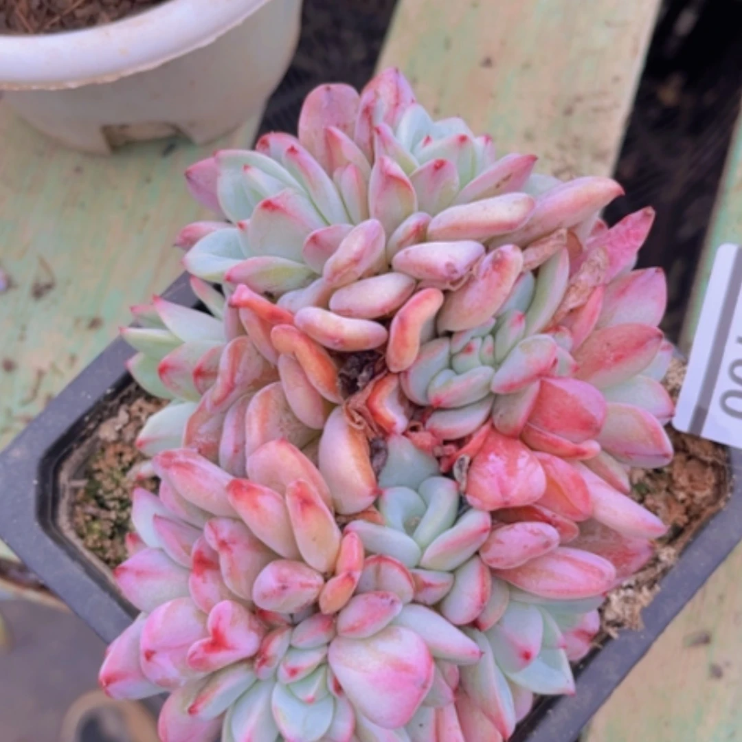 【闪购商品】莱恩布兰德07100