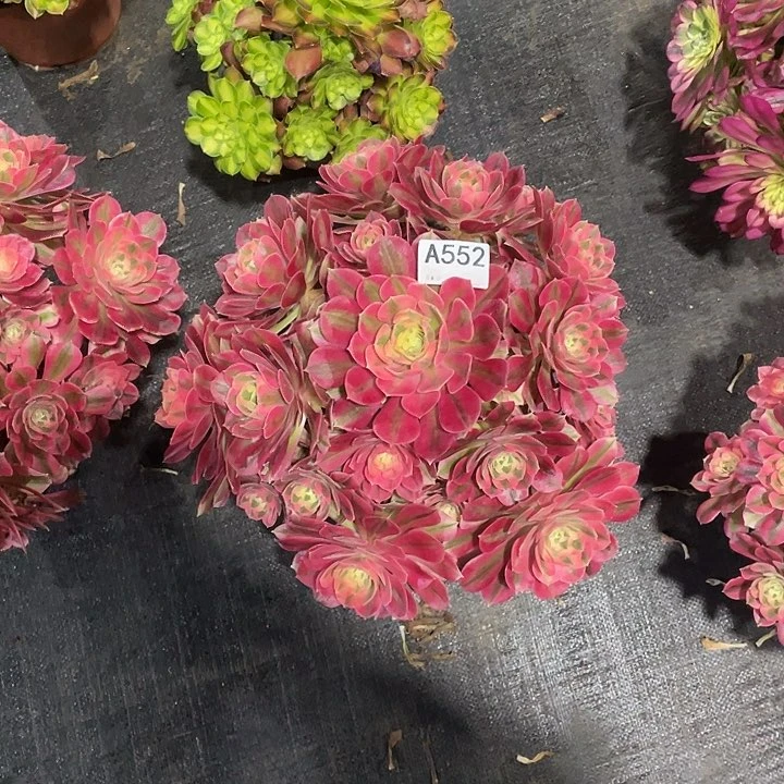 平**.粉女巫多肉法师。  552