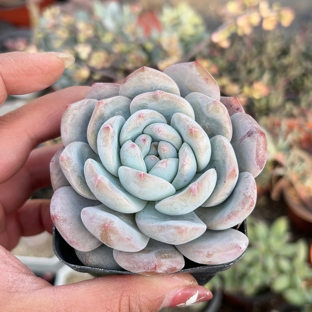 多肉植物多肉植物